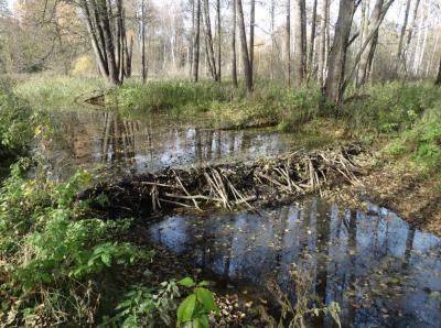 фото пресс-службы Окского заповедника